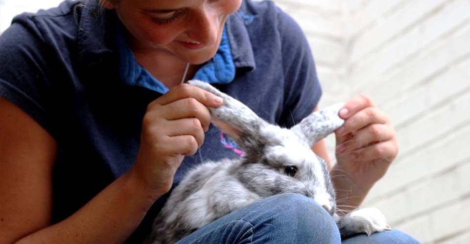 Nos lapins