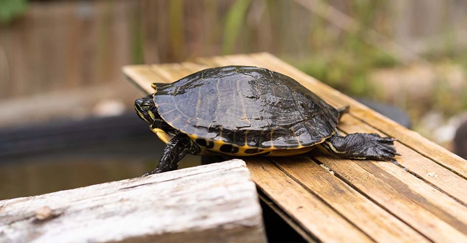 nos tortues